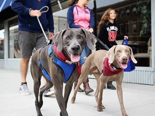 berkshire humane society dogs for adoption