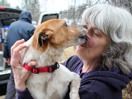 berkshire humane society dogs for adoption