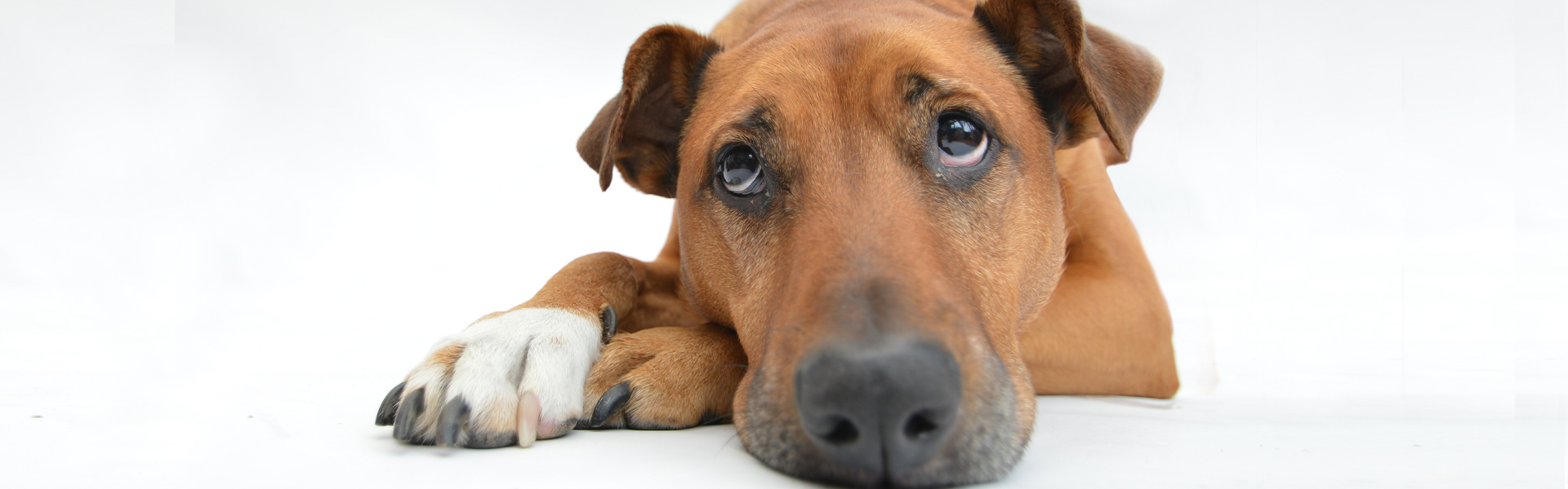 Donation Request Soft Dog Treats Berkshire Humane Society