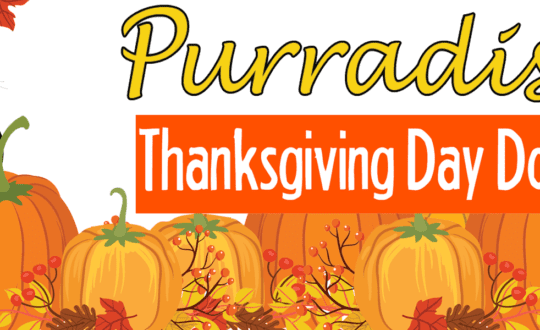 Thanksgiving Donation Drive at Purradise