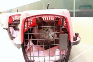 cat in carrier