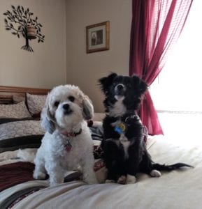 Luna and Max on the bed