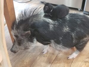 A black kitten rides on a black bristly pig