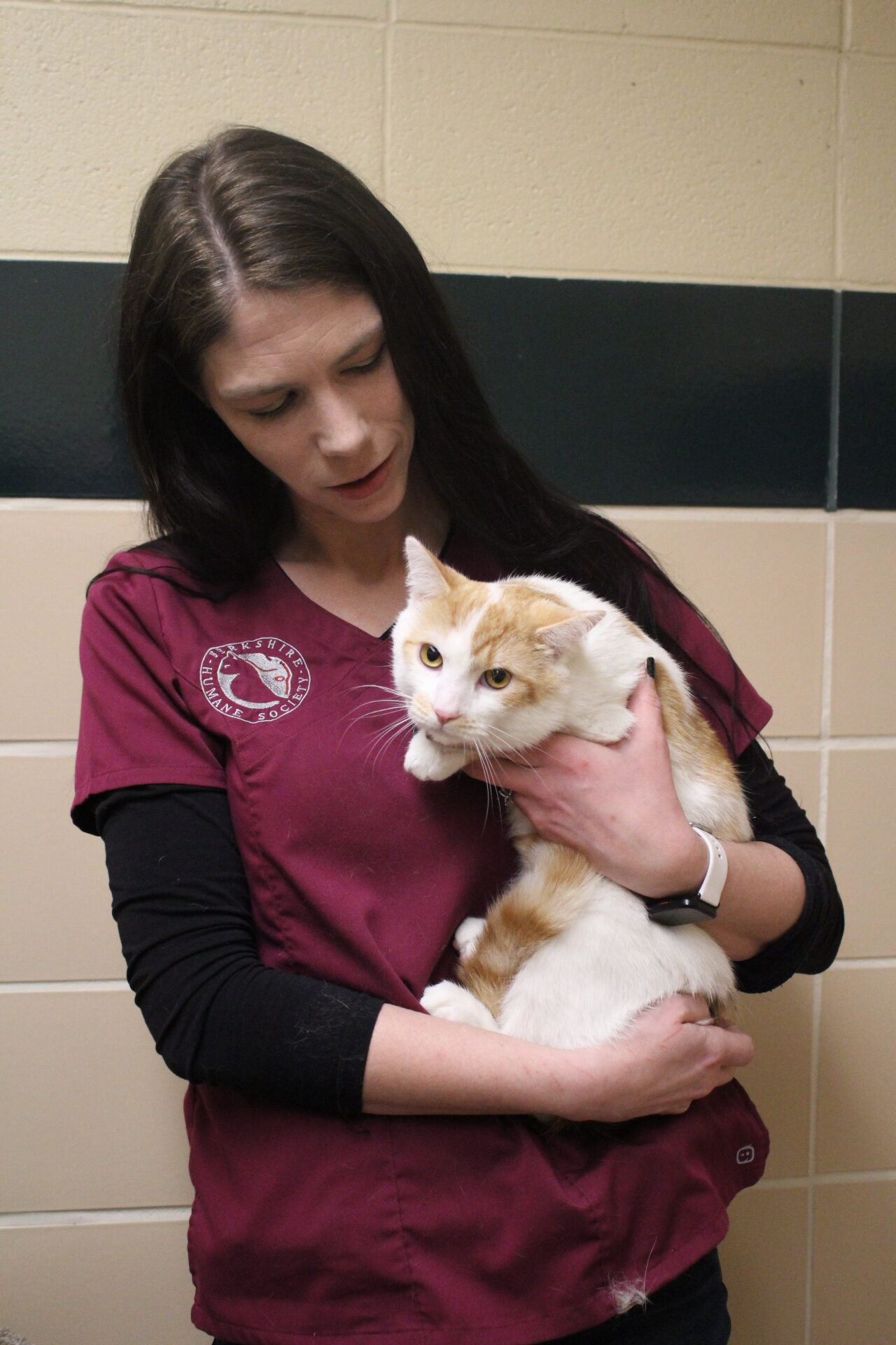 A woman with long dark hair in a maroon Berkshire Humane Society shirt holds a white cat with orange tiger markings