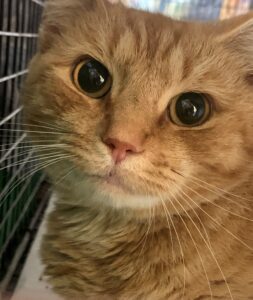 Orange tiger cat