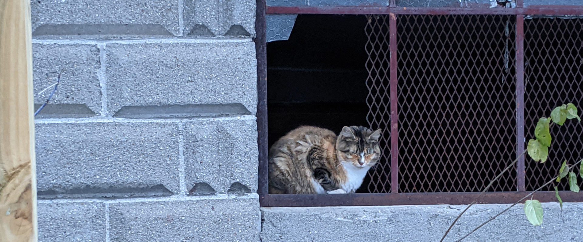 Cat sitting in abandoned building window