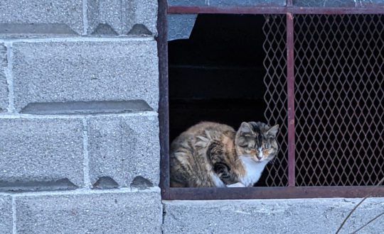 Cat sitting in abandoned building window