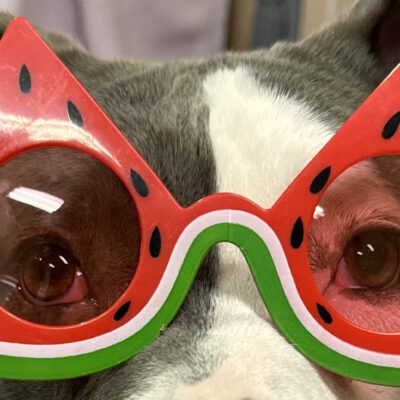 A grey and white pit bull with watermelon sunglasses