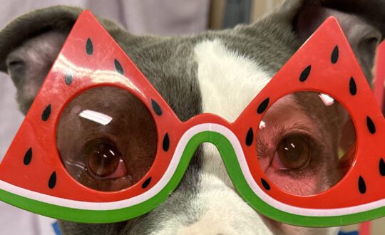 A grey and white pit bull with watermelon sunglasses