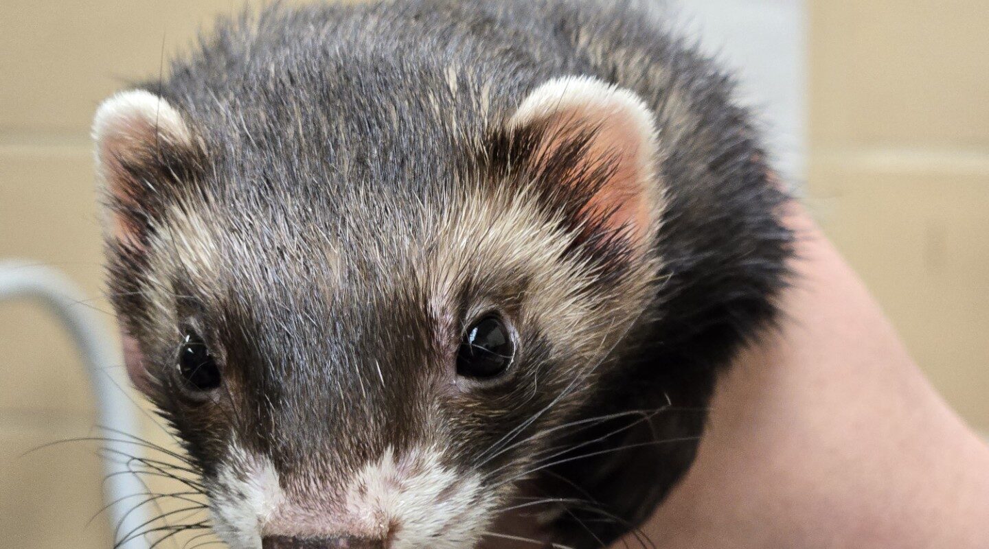 A sable ferret