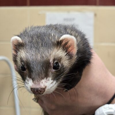 A sable ferret