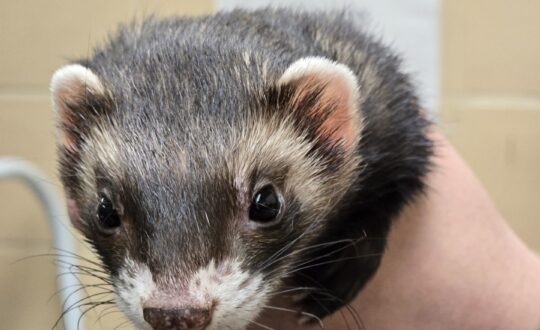 A sable ferret