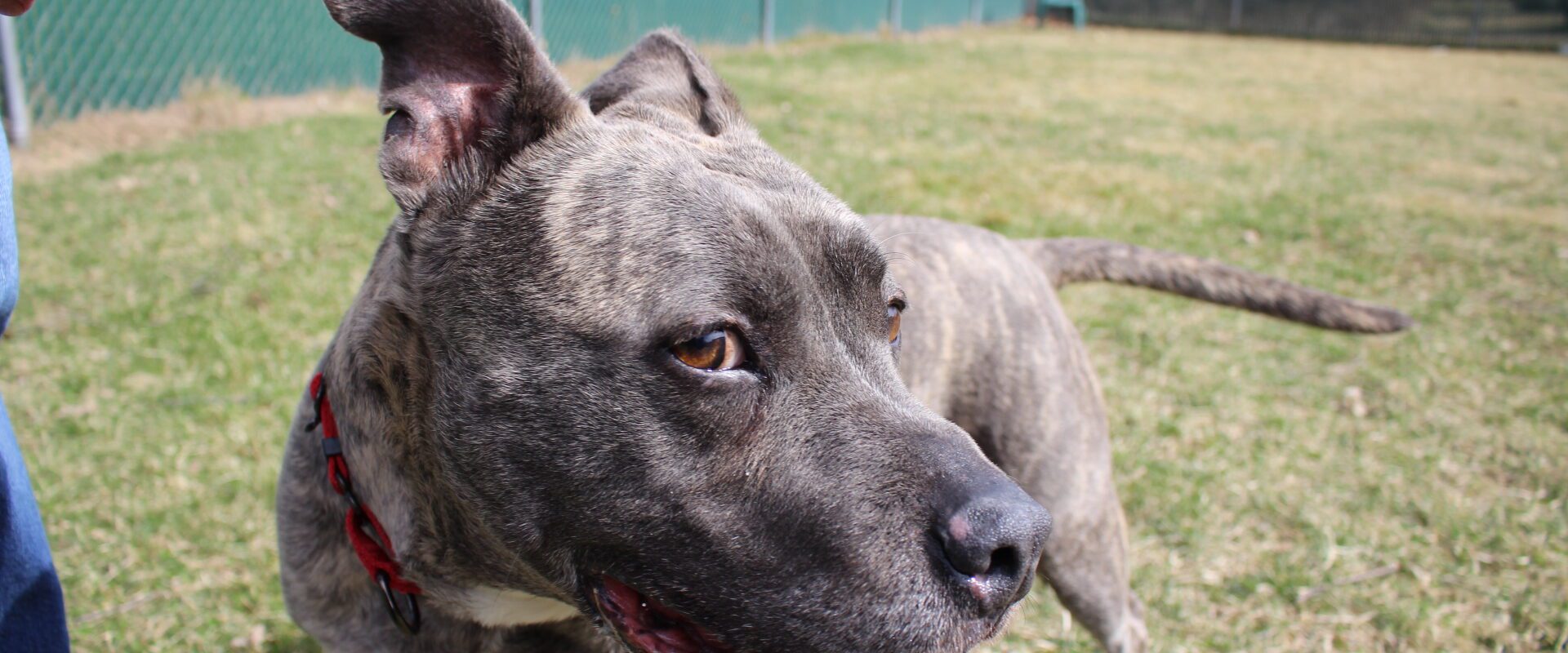 A grey pit bull