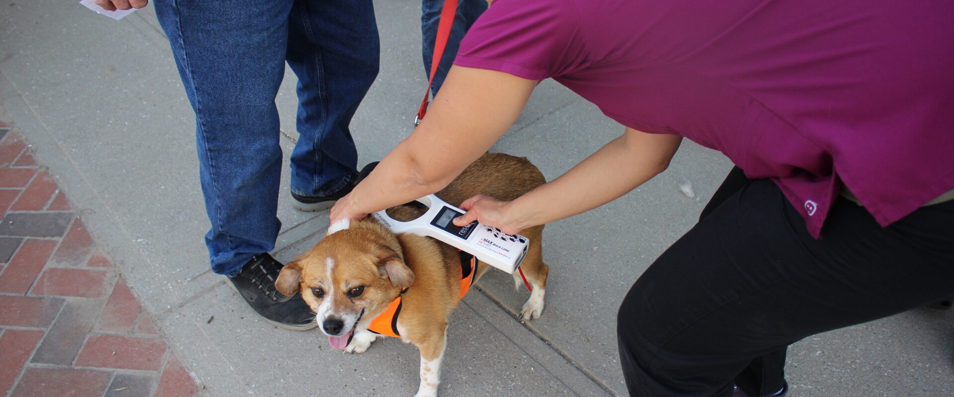 A veterinarian scans a tan dog for a microchip