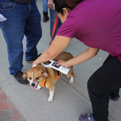 A veterinarian scans a tan dog for a microchip