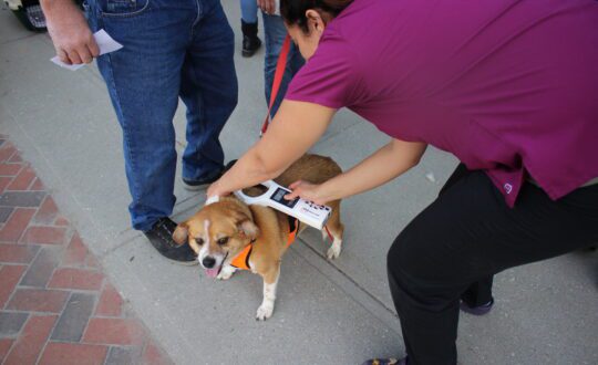 A veterinarian scans a tan dog for a microchip