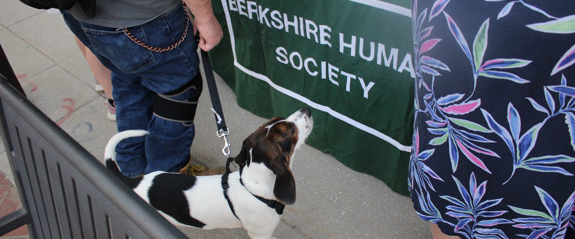 A black and white dog looks at a Berkshire Humane Society table covering