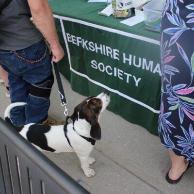 A black and white dog looks at a Berkshire Humane Society table covering