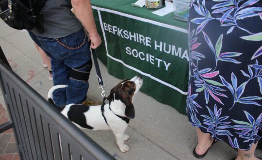 A black and white dog looks at a Berkshire Humane Society table covering